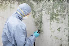 West Alexandria, OH Mold Removal Company